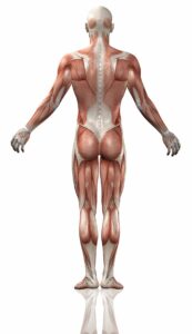 fascia